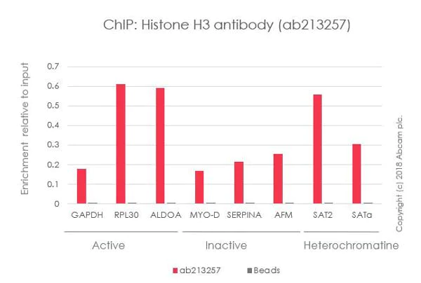 ChIP - Anti-Histone H3 antibody [EPR21228] - Nuclear Marker (AB213257)