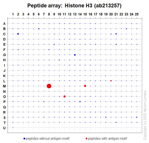 Peptide Array - Anti-Histone H3 antibody [EPR21228] - Nuclear Marker (AB213257), expandable thumbnail