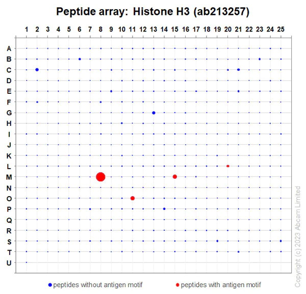 Peptide Array - Anti-Histone H3 antibody [EPR21228] - Nuclear Marker (AB213257)