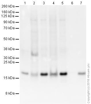 Western blot - Anti-Histone H3 antibody [EPR21228] - Nuclear Marker (AB213257), expandable thumbnail