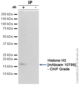 Immunoprecipitation - Anti-Histone H3 antibody [mAbcam 10799] - ChIP Grade - BSA and Azide free (AB237967)
