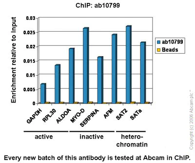 ChIP - Anti-Histone H3 antibody [mAbcam 10799] - Nuclear Marker and ChIP Grade (AB10799)