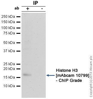 Immunoprecipitation - Anti-Histone H3 antibody [mAbcam 10799] - Nuclear Marker and ChIP Grade (AB10799), expandable thumbnail
