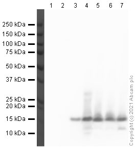 Western blot - Anti-Histone H3 antibody [mAbcam 10799] - Nuclear Marker and ChIP Grade (AB10799), expandable thumbnail