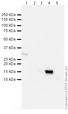 Western blot - Anti-Histone H3 antibody [mAbcam 10799] - Nuclear Marker and ChIP Grade (AB10799)