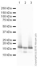 Western blot - Anti-Histone H3 antibody [mAbcam 10799] - Nuclear Marker and ChIP Grade (AB10799), expandable thumbnail