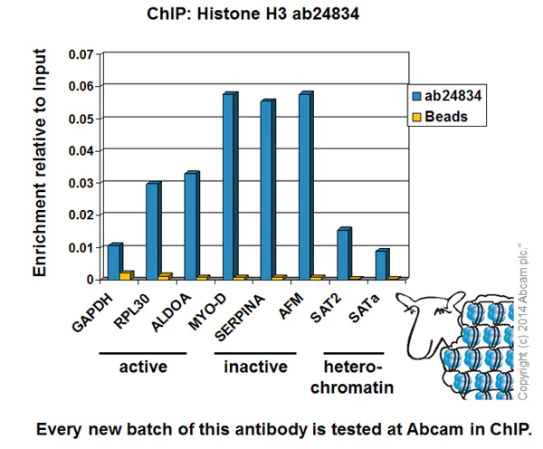 ChIP - Anti-Histone H3 antibody [mAbcam 24834] - Nuclear Loading Control and ChIP Grade (AB24834)