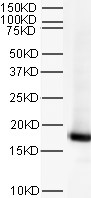 Western blot - Anti-Histone H3 antibody [mAbcam 24834] - Nuclear Loading Control and ChIP Grade (AB24834), expandable thumbnail