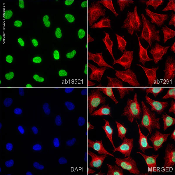 Immunocytochemistry/ Immunofluorescence - Anti-Histone H3 antibody - Nuclear Marker (AB18521)