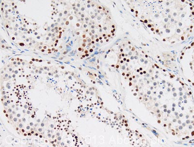 Anti-Histone H3 antibody - Nuclear Marker