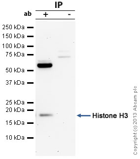 Immunoprecipitation - Anti-Histone H3 antibody - Nuclear Marker (AB18521)