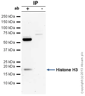 Immunoprecipitation - Anti-Histone H3 antibody - Nuclear Marker (AB18521)