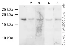 Western blot - Anti-Histone H3 antibody - Nuclear Marker (AB18521)