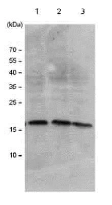 Western blot - Anti-Histone H3 antibody - Nuclear Marker (AB18521)