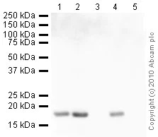 Western blot - Anti-Histone H3 antibody - Nuclear Marker (AB18521)
