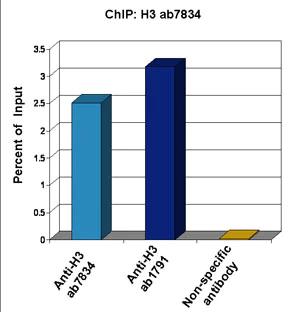 ChIP - Anti-Histone H3 antibody - Nuclear Marker and ChIP Grade (AB1791)