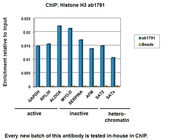 ChIP - Anti-Histone H3 antibody - Nuclear Marker and ChIP Grade (AB1791)