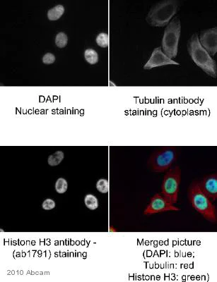 Immunocytochemistry/ Immunofluorescence - Anti-Histone H3 antibody - Nuclear Marker and ChIP Grade (AB1791)