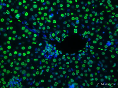 Immunohistochemistry (Formalin/PFA-fixed paraffin-embedded sections) - Anti-Histone H3 antibody - Nuclear Marker and ChIP Grade (AB1791)