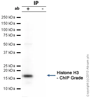 Immunoprecipitation - Anti-Histone H3 antibody - Nuclear Marker and ChIP Grade (AB1791)