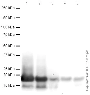 Western blot - Anti-Histone H3 antibody - Nuclear Marker and ChIP Grade (AB1791)