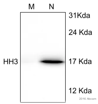 Western blot - Anti-Histone H3 antibody - Nuclear Marker and ChIP Grade (AB1791)