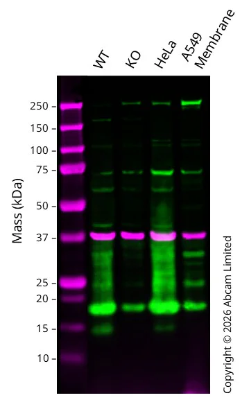 Western blot - Anti-Histone H3 antibody - Nuclear Marker and ChIP Grade (AB1791)