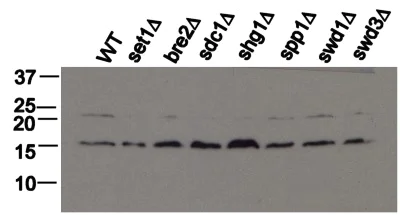 Western blot - Anti-Histone H3 antibody - Nuclear Marker and ChIP Grade (AB1791)