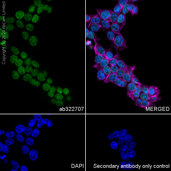 Immunocytochemistry/ Immunofluorescence - Anti-Histone H3 antibody [RM1288] (ab322707), expandable thumbnail