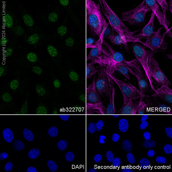 Immunocytochemistry/ Immunofluorescence - Anti-Histone H3 antibody [RM1288] (ab322707), expandable thumbnail