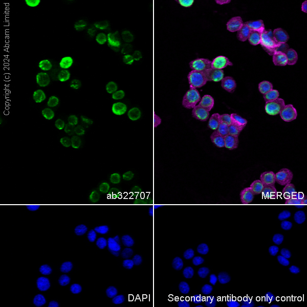 Immunocytochemistry/ Immunofluorescence - Anti-Histone H3 antibody [RM1288] (ab322707), expandable thumbnail