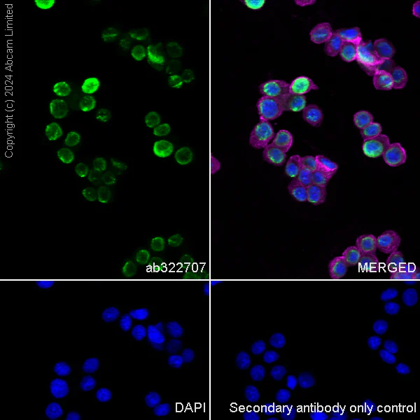 Immunocytochemistry/ Immunofluorescence - Anti-Histone H3 antibody [RM1288] - Nuclear Marker (AB322707)