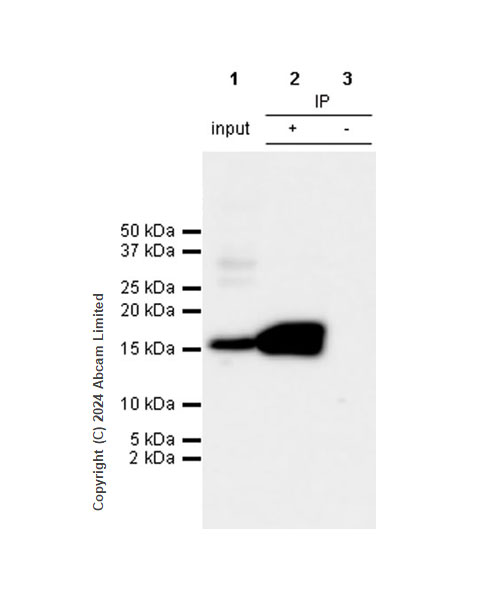 Immunoprecipitation - Anti-Histone H3 antibody [RM1288] - Nuclear Marker (ab322707), expandable thumbnail