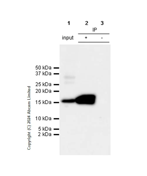 Immunoprecipitation - Anti-Histone H3 antibody [RM1288] - Nuclear Marker (AB322707)