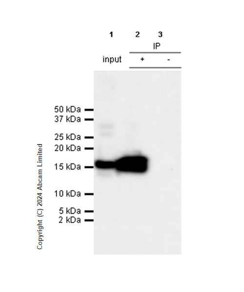 Immunoprecipitation - Anti-Histone H3 antibody [RM1288] - Nuclear Marker (ab322707), expandable thumbnail