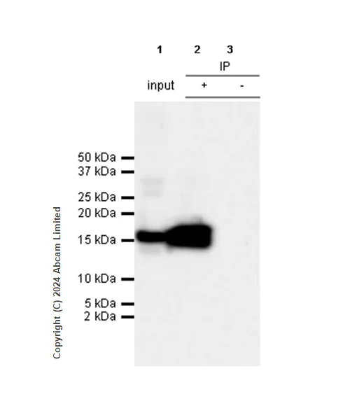 Immunoprecipitation - Anti-Histone H3 antibody [RM1288] - Nuclear Marker (AB322707)