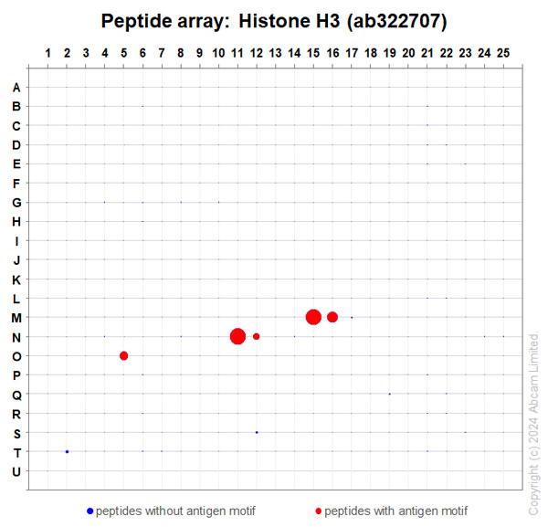 Peptide Array - Anti-Histone H3 antibody [RM1288] - Nuclear Marker (AB322707), expandable thumbnail