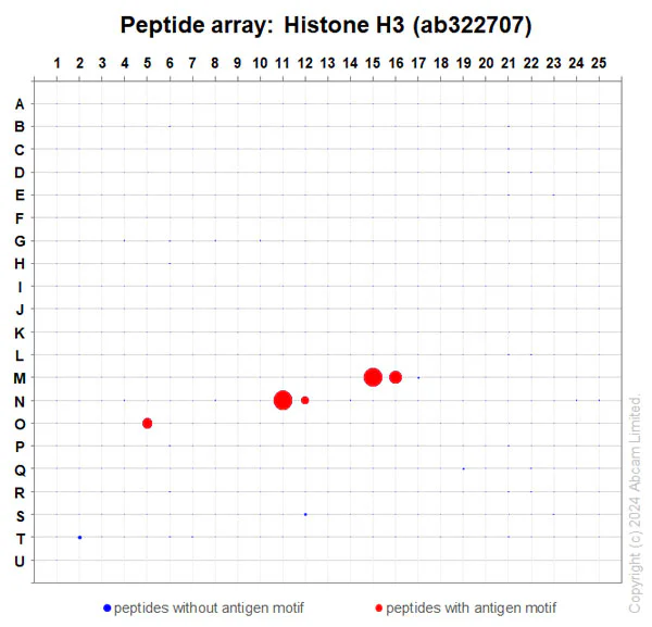Peptide Array - Anti-Histone H3 antibody [RM1288] - Nuclear Marker (AB322707)