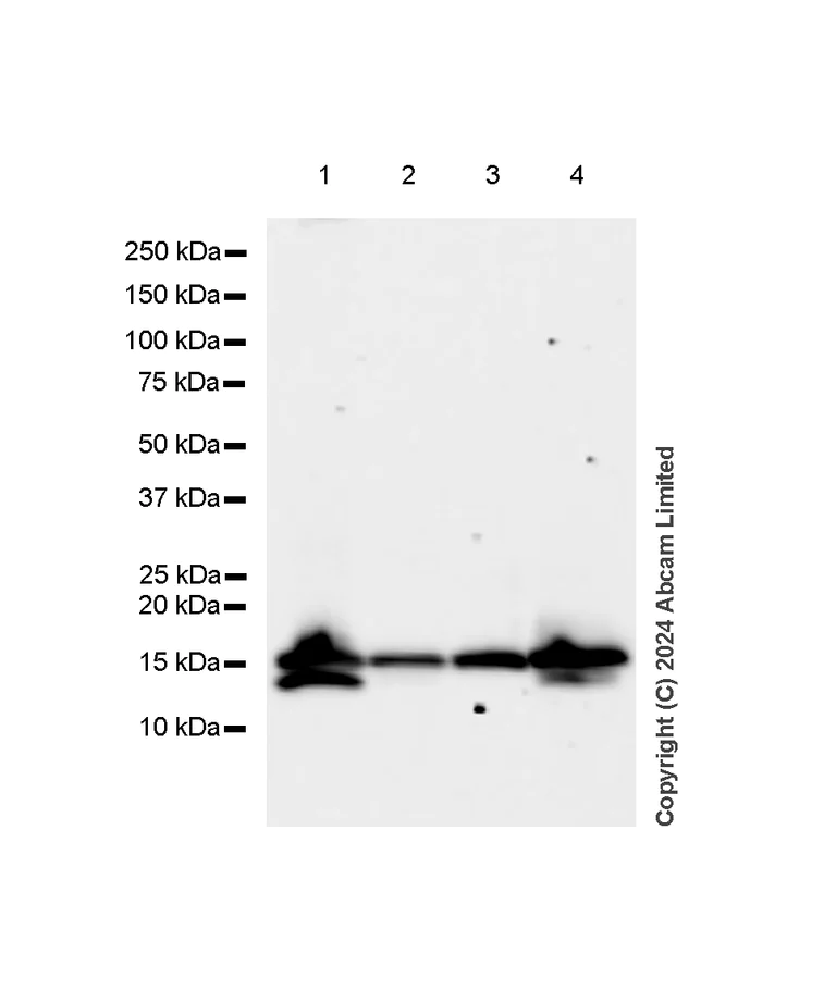 Western blot - Anti-Histone H3 antibody [RM1288] - Nuclear Marker (AB322707)