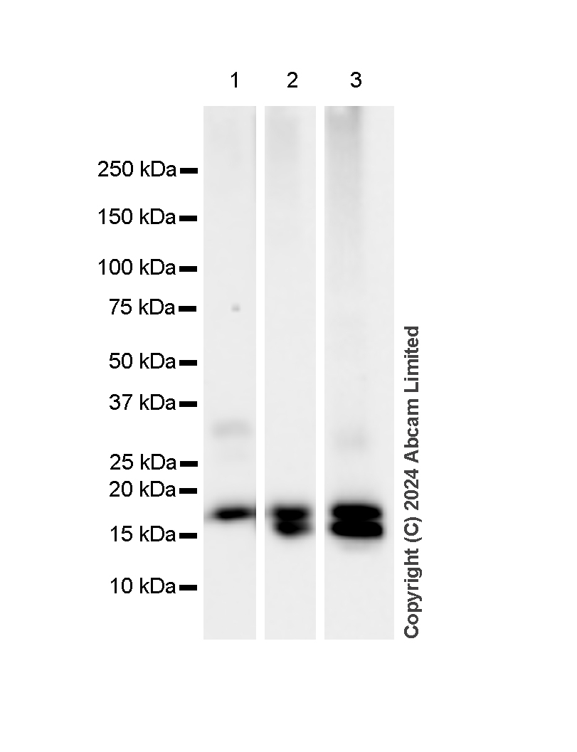 Western blot - Anti-Histone H3 antibody [RM1288] - Nuclear Marker (ab322707), expandable thumbnail