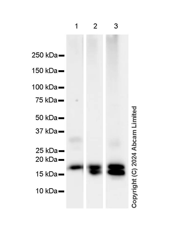 Western blot - Anti-Histone H3 antibody [RM1288] - Nuclear Marker (AB322707)