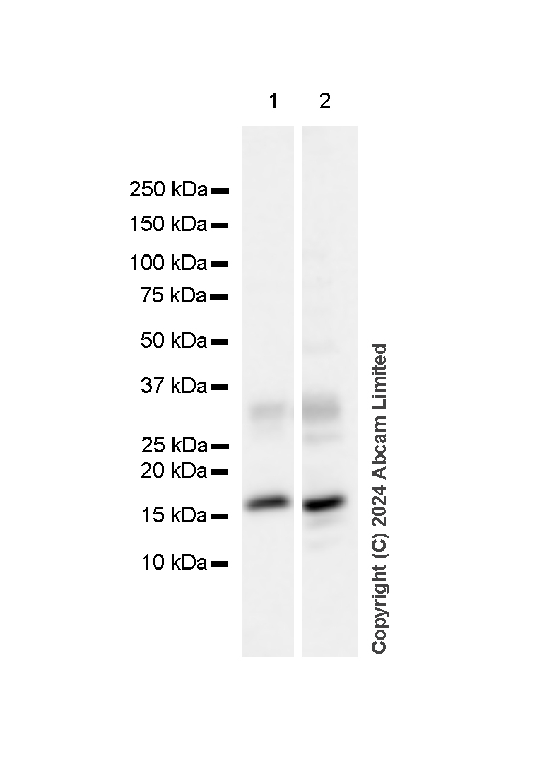 Western blot - Anti-Histone H3 antibody [RM1288] - Nuclear Marker (ab322707), expandable thumbnail