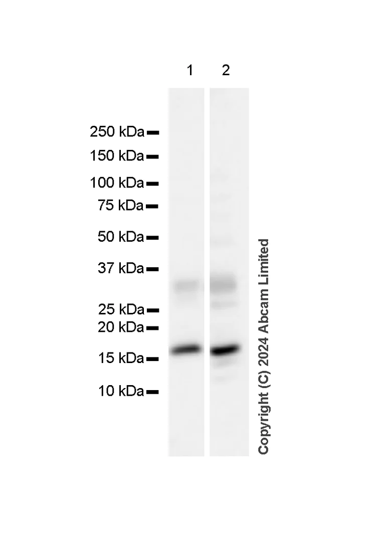Western blot - Anti-Histone H3 antibody [RM1288] - Nuclear Marker (AB322707)