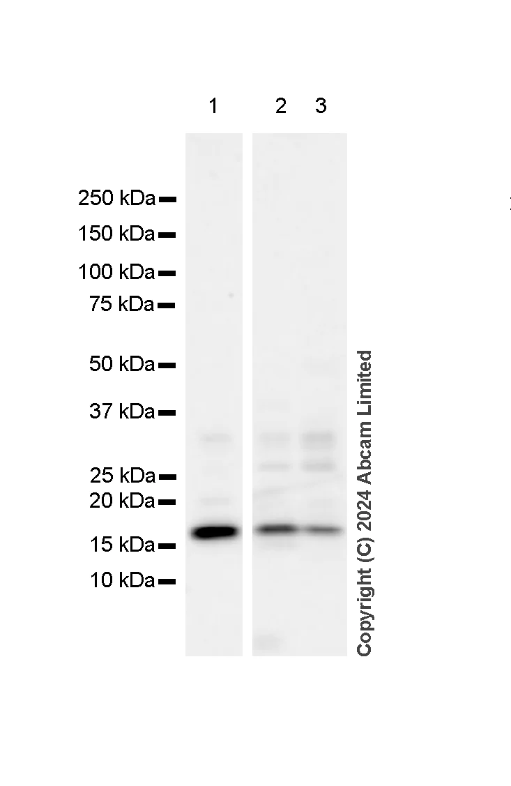 Western blot - Anti-Histone H3 antibody [RM1288] - Nuclear Marker (AB322707)