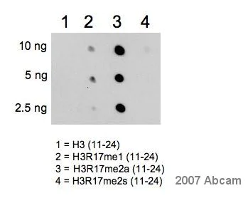 Dot Blot - Anti-Histone H3 (asymmetric di methyl R17) antibody (AB8284)