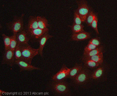 Immunocytochemistry/ Immunofluorescence - Anti-Histone H3 (asymmetric di methyl R17) antibody (AB8284)