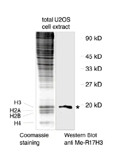 Western blot - Anti-Histone H3 (asymmetric di methyl R17) antibody (AB8284)