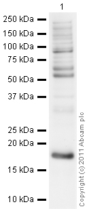 Anti-Histone H3 (asymmetric di methyl R17) antibody