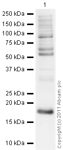 Western blot - Anti-Histone H3 (asymmetric di methyl R17) antibody (AB8284)