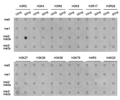 Dot Blot - Anti-Histone H3 (asymmetric di methyl R2) antibody (AB194706)